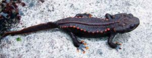 Tylototriton notialis