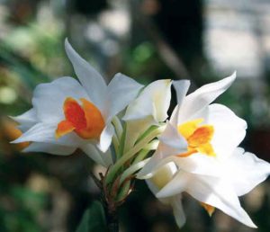 Dendrobium daklakense