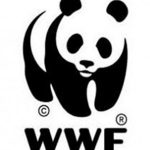 A Brief Explanation of WWF You Need to Know