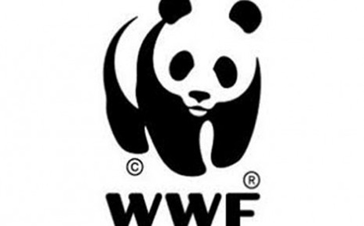 A Brief Explanation of WWF You Need to Know