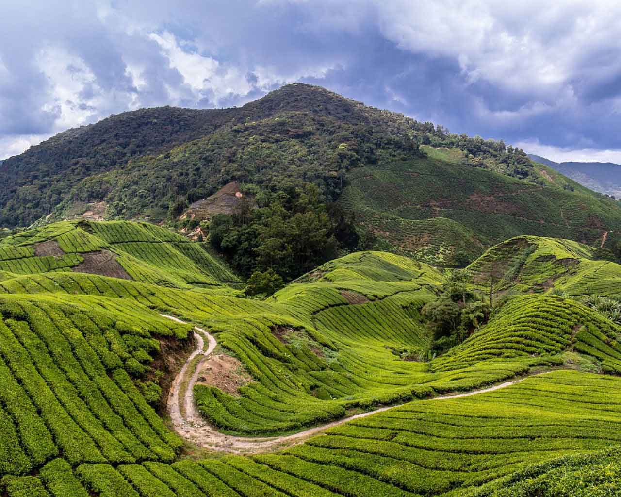 CameronHighlands