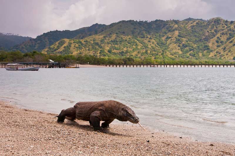 KomodoNationalPark