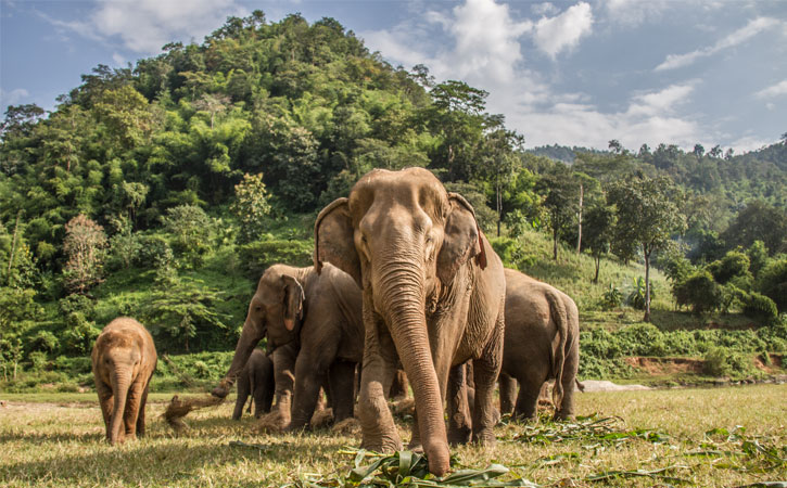 Various Wildlife Conservation Efforts in Thailand